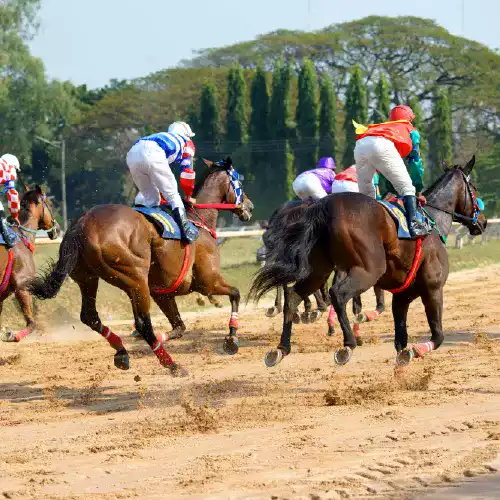 Horse Games | Online Sports Betting Id Provider In India